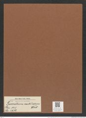 Triceratium castellatum West (de-Toni-Nr.: Genus 140, Species 3976) Zeichnungen Sammlung Grunow Mappe 03974 (Herbarium_W_Grunow_drawings_Folder_03974)